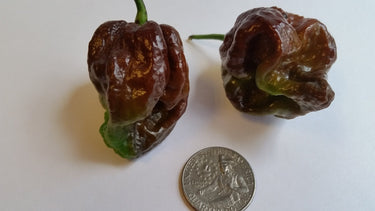 Moruga Scorpion Chocolate - Seeds - The Pepper Pantry (Formerly Marie Sharp's)